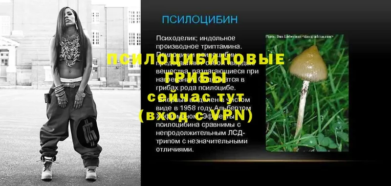 где можно купить   Ессентуки  Галлюциногенные грибы GOLDEN TEACHER 